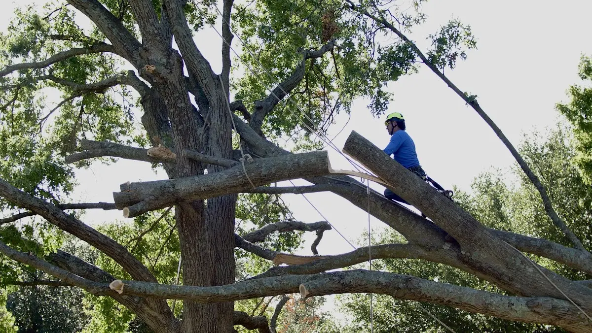 Professional Crown Thinning performed by certified arborists in Van Wyck